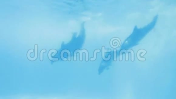海豚表演水下视频的预览图
