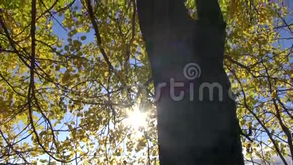 美丽的白杨林中的秋风视频的预览图