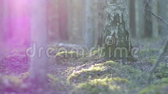 苔藓覆盖岩层和森林地面视频的预览图