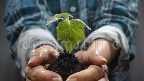 手的土壤与年轻的植物生长保护地球的增长关怀可持续性的概念和象征视频的预览图