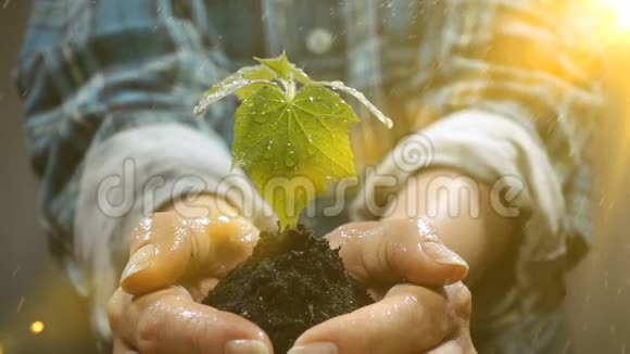 有着年轻植物生长的土壤保护地球的增长关怀可持续性的概念和象征视频的预览图