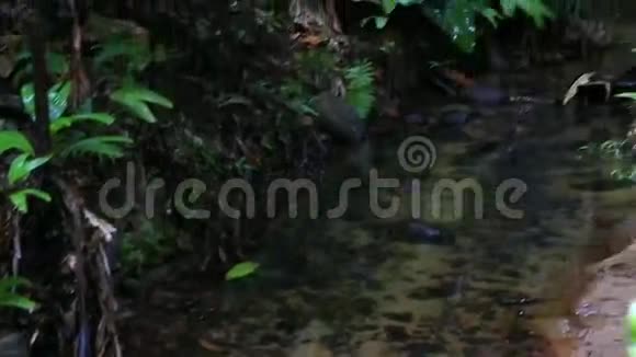 淡水河谷自然保护区清澈的溪流视频的预览图