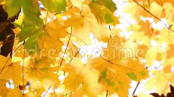 秋天一片枫树上明亮的黄叶视频的预览图