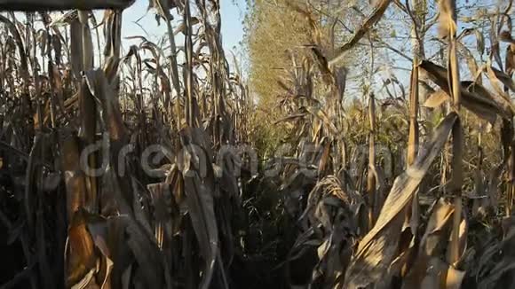 日落时分罗梅利纳乡村的未开垦的土地上开满了黄花视频的预览图