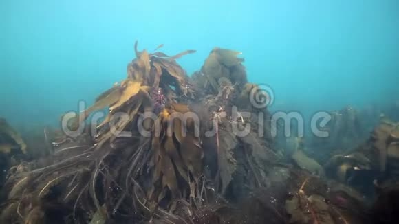 巨大的海藻在水下反射阳光的巴伦支海俄罗斯视频的预览图