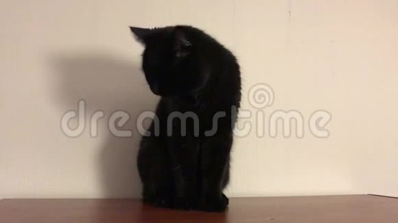 有趣的黑猫洗撒谎舔美丽的毛茸茸的英国人黄眼睛视频的预览图