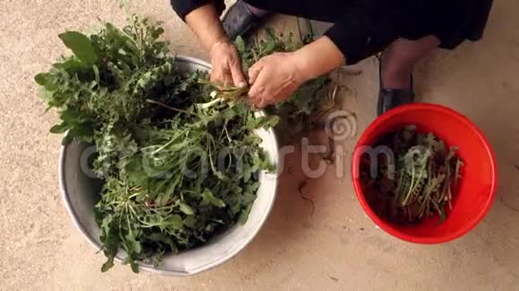 清洗和切片绿色蒲公英植物视频的预览图