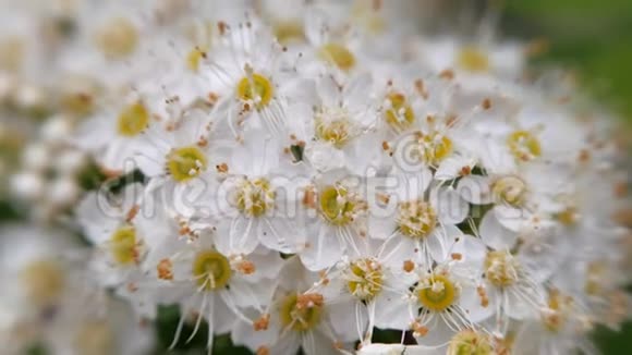 春天的一夫一妻制白色花序在风中摇摆视频的预览图
