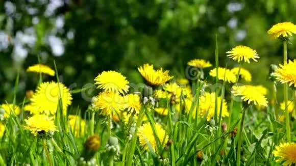 春天的草地上有美丽的黄色蒲公英视频的预览图
