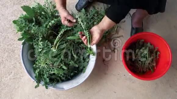 清洗和切片绿色蒲公英植物视频的预览图