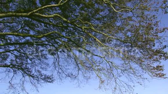 与蓝天形成对比的树枝视频的预览图