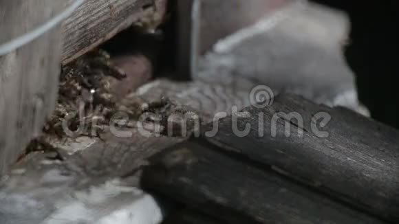 蜜蜂在蜂巢前飞翔视频的预览图