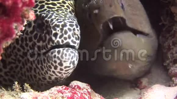 莫雷艾尔黑色在马尔代夫海洋水下的背景珊瑚上被发现视频的预览图