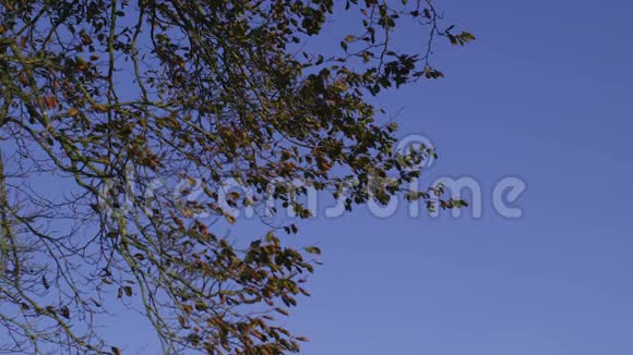 树枝与晴朗的蓝天形成对比视频的预览图