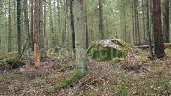 森林中覆盖着苔藓的岩层视频的预览图
