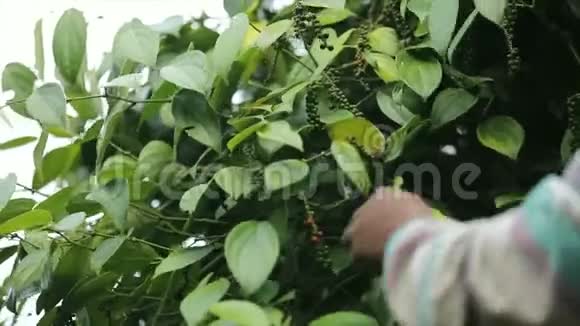 农民在农田里摘辣椒视频的预览图