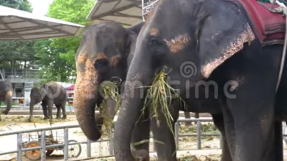 动物园里的大象背着一辆手推车在吃东西泰国亚洲视频的预览图