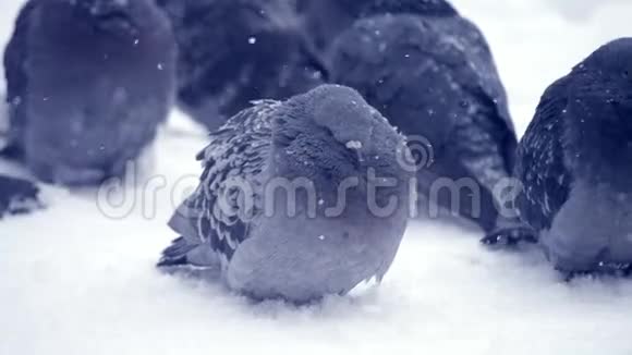 灰鸽子坐在雪上在寒冷的寒冷的冬天在下雪的时候视频的预览图