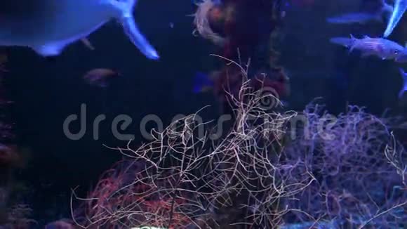 摩纳哥蓝色深水中的热带鱼视频的预览图