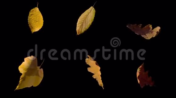 一组具有阿尔法的旋转秋黄叶视频的预览图