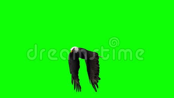 鹰飞两种不同的视角绿色屏幕视频的预览图