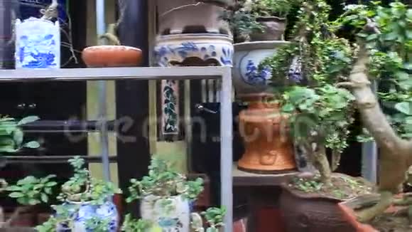 陶瓷壶中的小盆景树视频的预览图