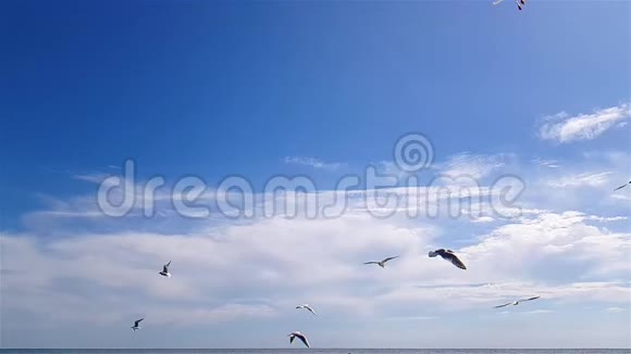 海鸥在天气好的时候顶着天空飞翔天空背景上更大的白色海鸥视频的预览图