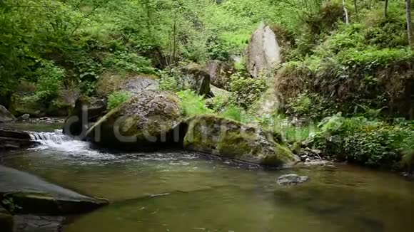 森林中的山叶和荒野中的流水视频的预览图