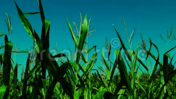 阳光明媚的日子里充满活力的玉米田潘视频的预览图