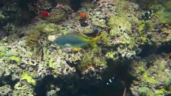 摩纳哥蓝色深水中的热带鱼视频的预览图