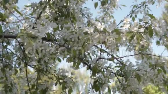 开花的苹果树视频的预览图