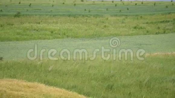 夏风盘自然背景下麦田的波浪移动视频的预览图