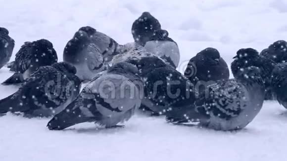 灰鸽子坐在雪上在寒冷的寒冷的冬天在下雪的时候视频的预览图