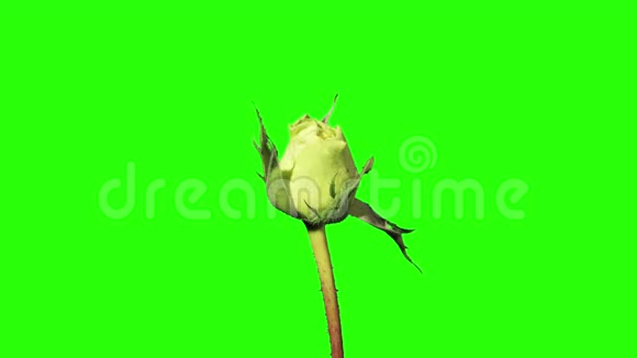 盛开的绿色玫瑰花蕾绿屏视频的预览图