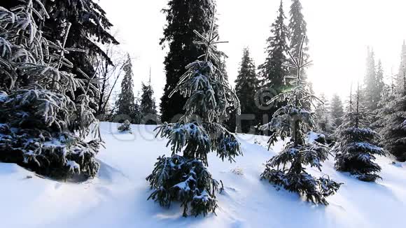 冬天的树在雪下视频的预览图