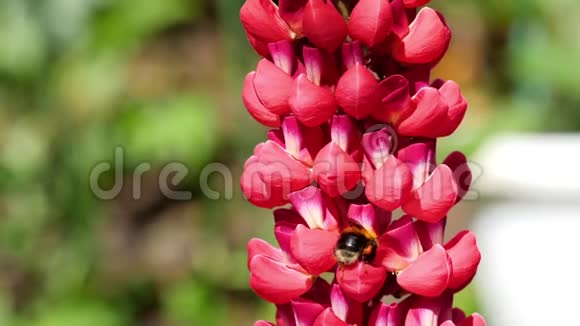 红羽扇豆花上的大黄蜂视频的预览图