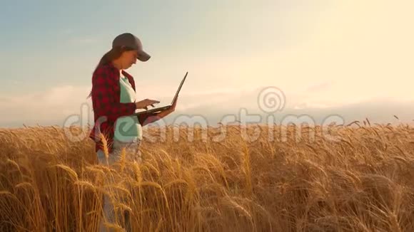 农民女孩在麦田里用平板电脑工作计划种植谷物农业概念女农学家研究视频的预览图