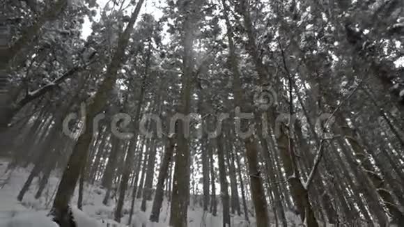 日本长野吉高丹尼的树顶覆盖着一层厚厚的雪视频的预览图