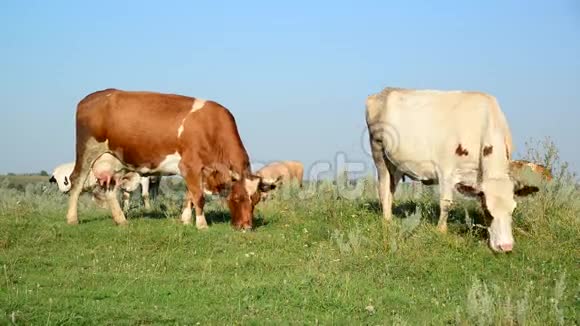 莫特利牛在草地上啃草视频的预览图