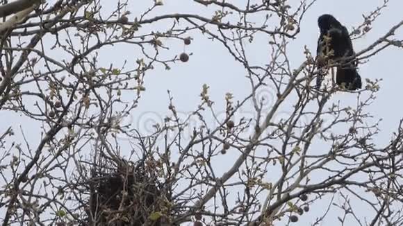 成群结队地在树上筑巢视频的预览图