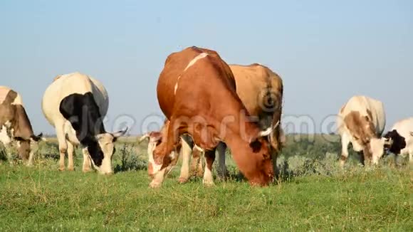 莫特利牛在草地上啃草视频的预览图