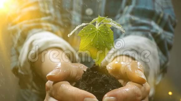 手的土壤与年轻的植物生长保护地球的增长关怀可持续性的概念和象征视频的预览图