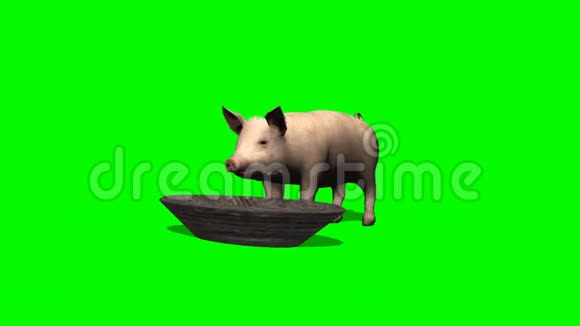 猪从绿色的网槽里吃视频的预览图