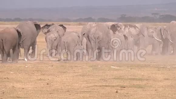 大批非洲大象在大草原上行走安博塞利肯尼亚视频的预览图