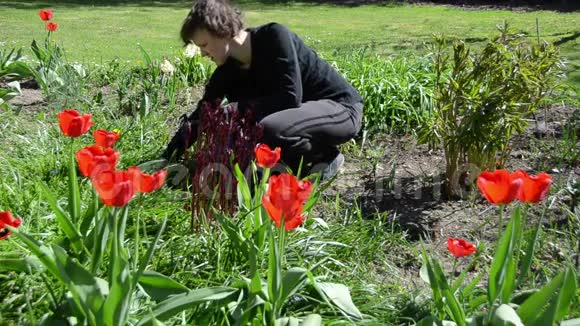 劳累的园丁女在春天给花坛除草视频的预览图