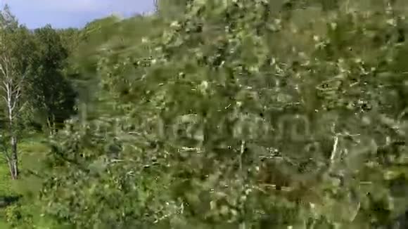 浅辛玉哈山山坡上美丽的植被视频的预览图