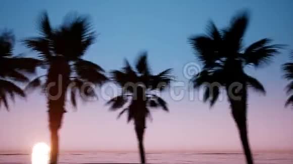 摄像机在棕榈树林荫道附近的移动视频的预览图