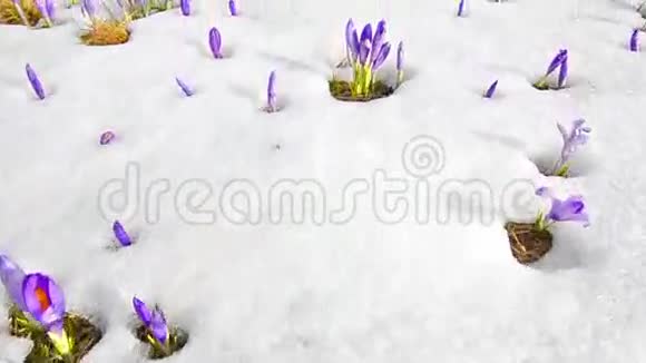 春天雪上的红花视频的预览图
