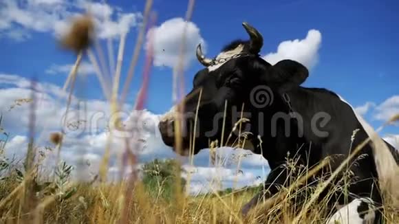 牛躺在草地上嚼草慢动作视频的预览图