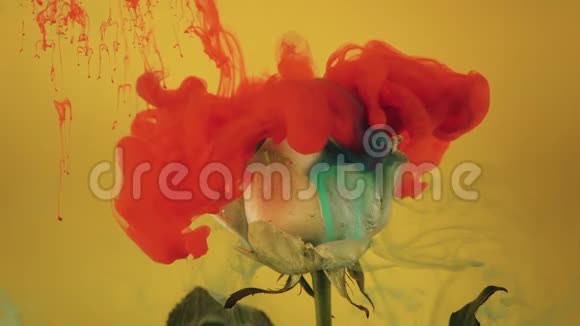 五颜六色的水滴落在黄色背景下美丽的白色玫瑰上视频的预览图